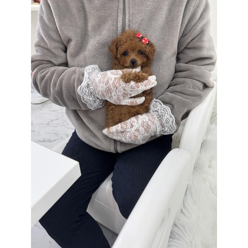 販売中の山梨県のティーカッププードル-442501の10枚目