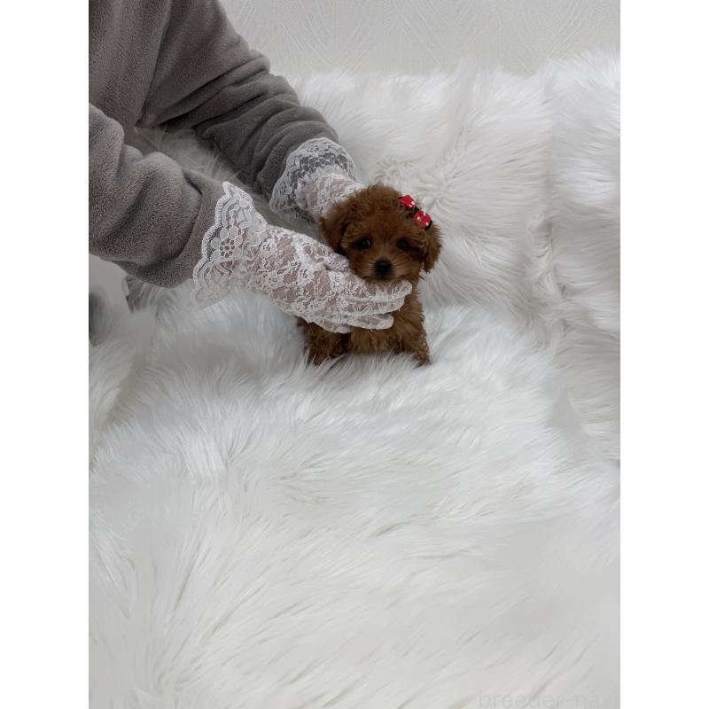 販売中の山梨県のティーカッププードル-442501の9枚目