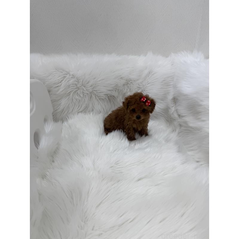 販売中の山梨県のティーカッププードル-442501の8枚目