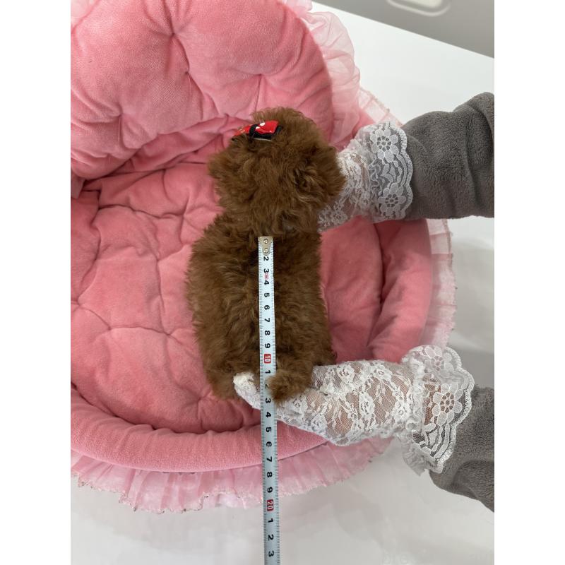 販売中の山梨県のティーカッププードル-442501の7枚目