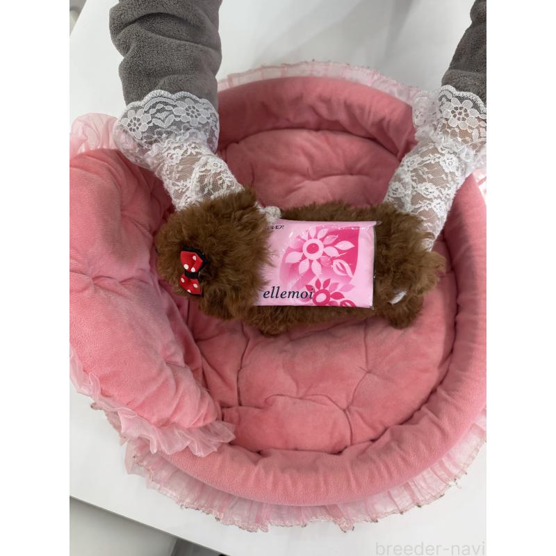 販売中の山梨県のティーカッププードル-442501の6枚目