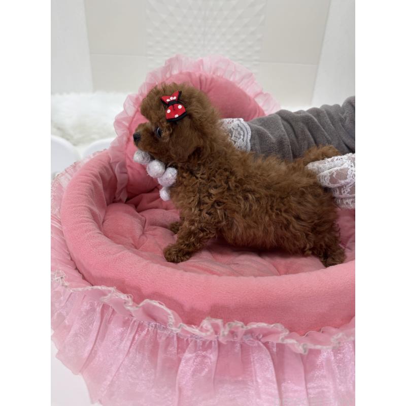 販売中の山梨県のティーカッププードル-442501の5枚目