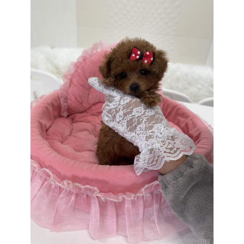 販売中の山梨県のティーカッププードル-442501の3枚目