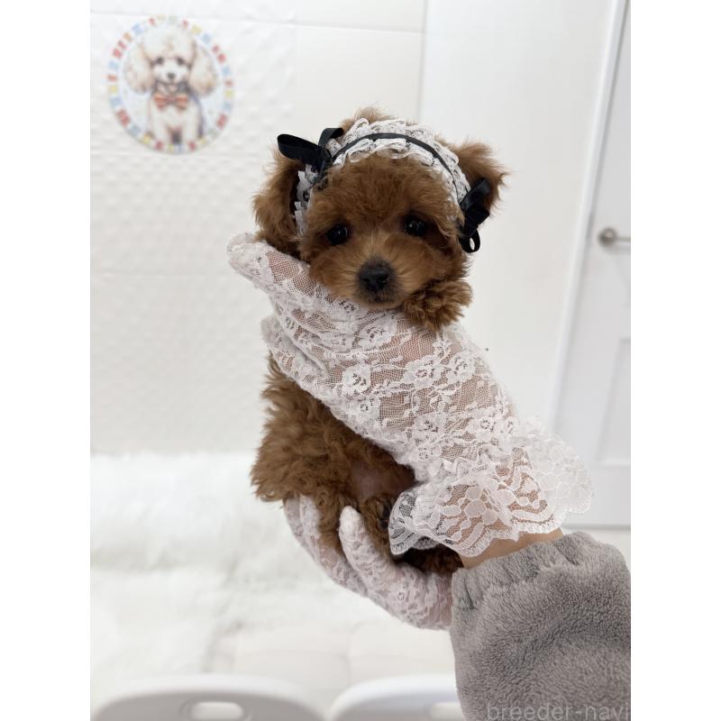 販売中の山梨県のティーカッププードル-442501の2枚目