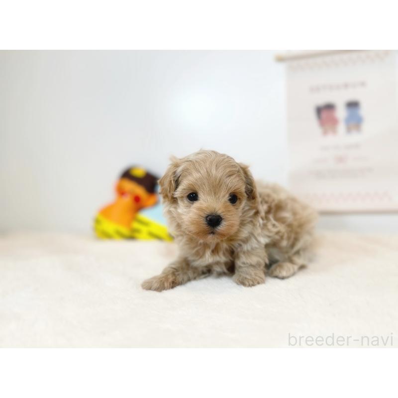 販売中の山口県のマルプー:マルチーズ×トイプードル-442502の2枚目