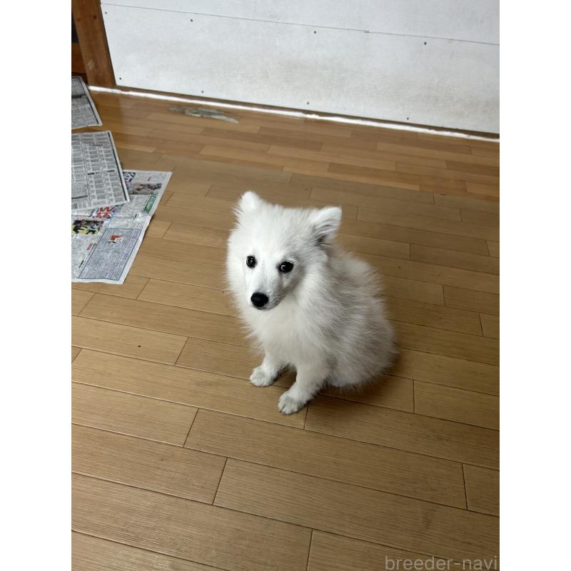 販売中の愛知県の日本スピッツ-427264の9枚目