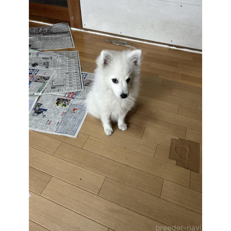 販売中の愛知県の日本スピッツ-427264の8枚目