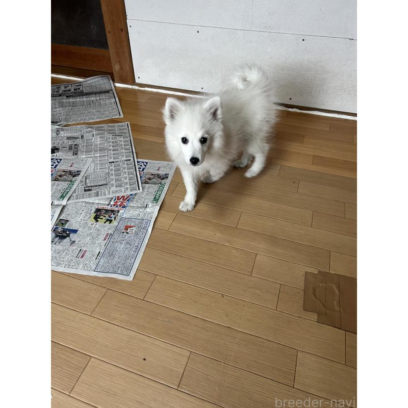 販売中の愛知県の日本スピッツ-427264