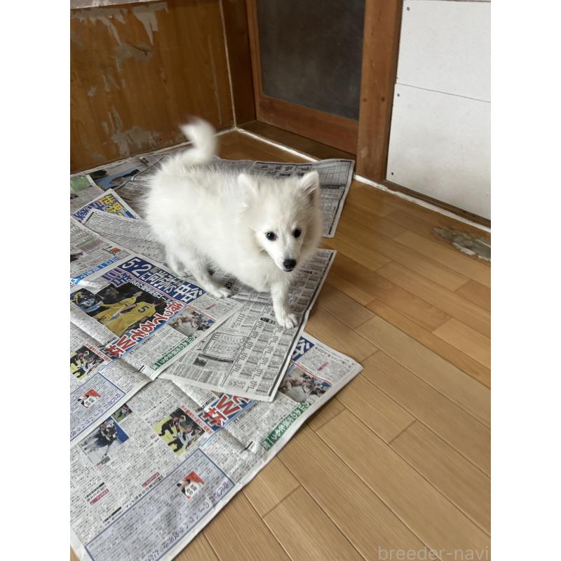 販売中の愛知県の日本スピッツ-427264の5枚目