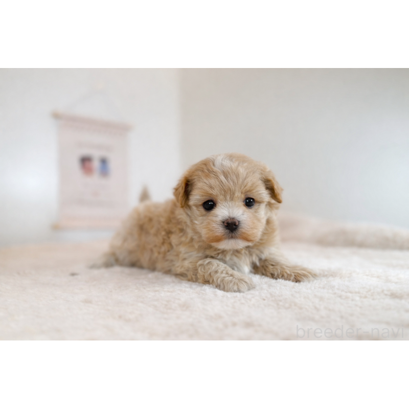 販売中の山口県のマルプー:マルチーズ×トイプードル-442505の3枚目