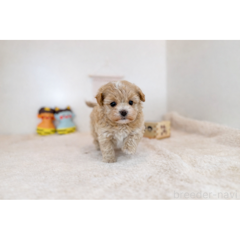 販売中の山口県のマルプー:マルチーズ×トイプードル-442505の2枚目