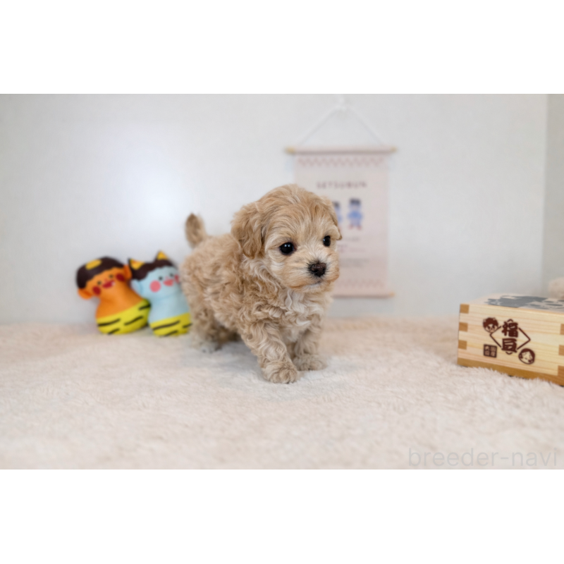 販売中の山口県のマルプー:マルチーズ×トイプードル-442507の2枚目