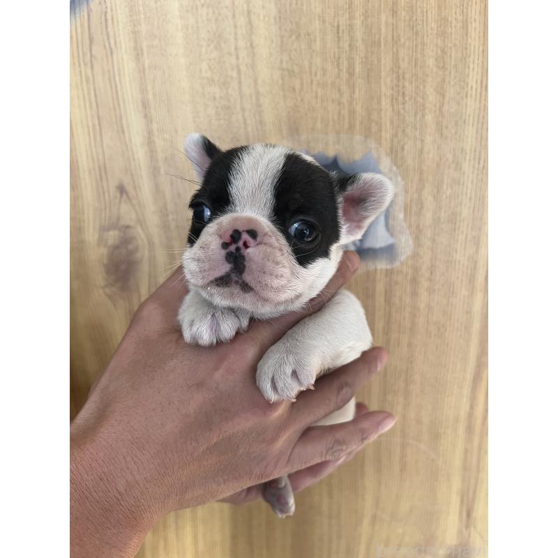 販売中の埼玉県のフレンチブルドッグ-437614の5枚目