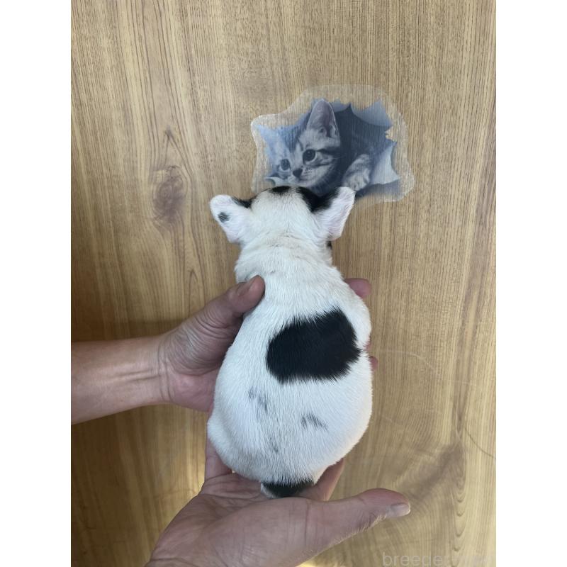 販売中の埼玉県のフレンチブルドッグ-437614の4枚目