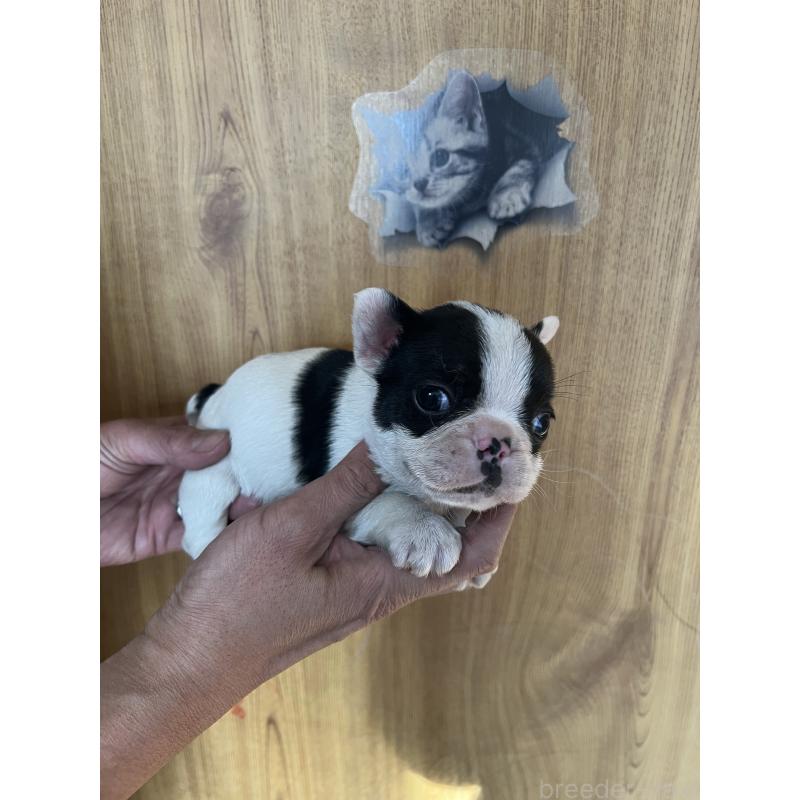 販売中の埼玉県のフレンチブルドッグ-437614の3枚目