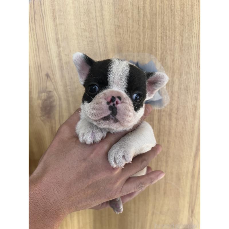 販売中の埼玉県のフレンチブルドッグ-437614の2枚目