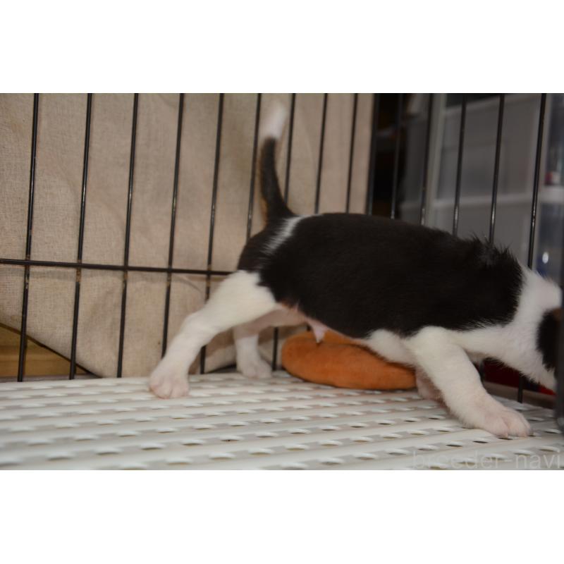 成約済の長崎県のビーグル-439645の5枚目