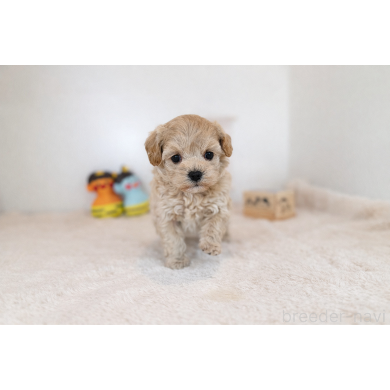 販売中の山口県のマルプー:マルチーズ×トイプードル-442508の3枚目