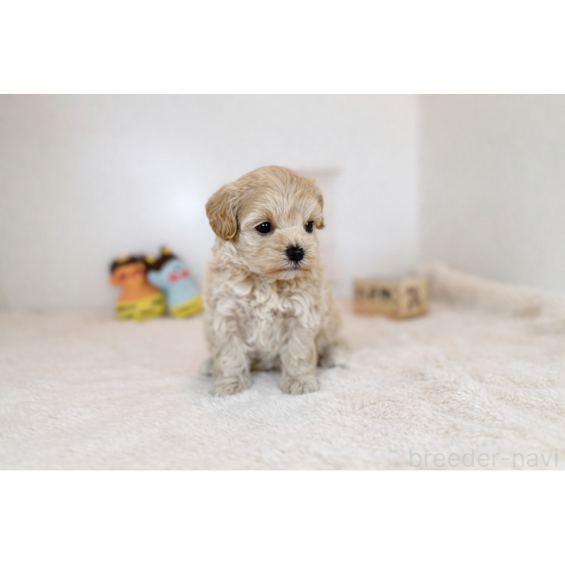 販売中の山口県のマルプー:マルチーズ×トイプードル-442508の2枚目