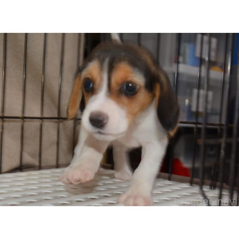 成約済の長崎県のビーグル-439645の4枚目