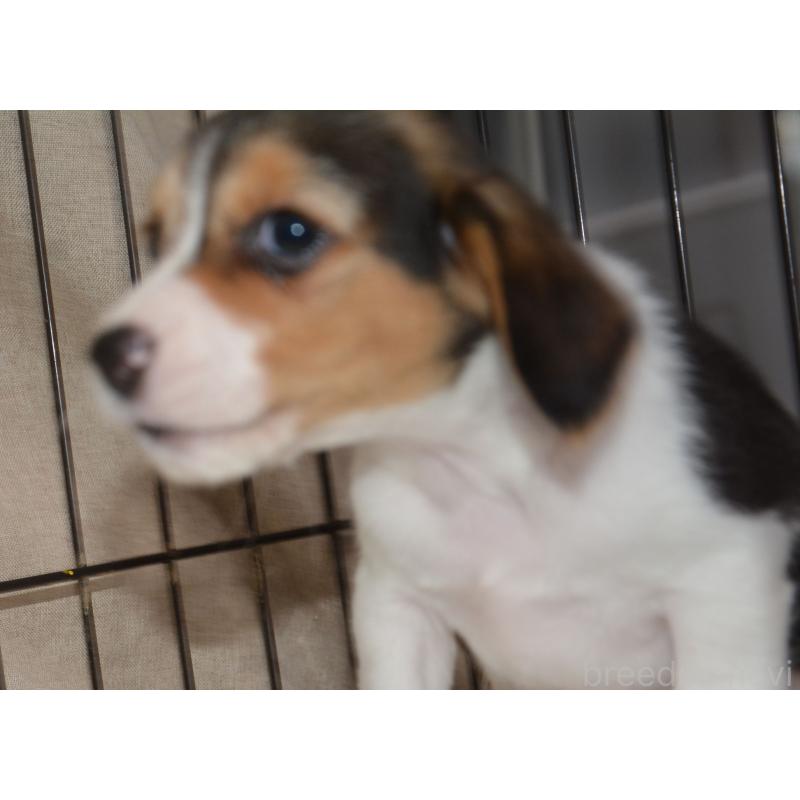 成約済の長崎県のビーグル-439645の3枚目