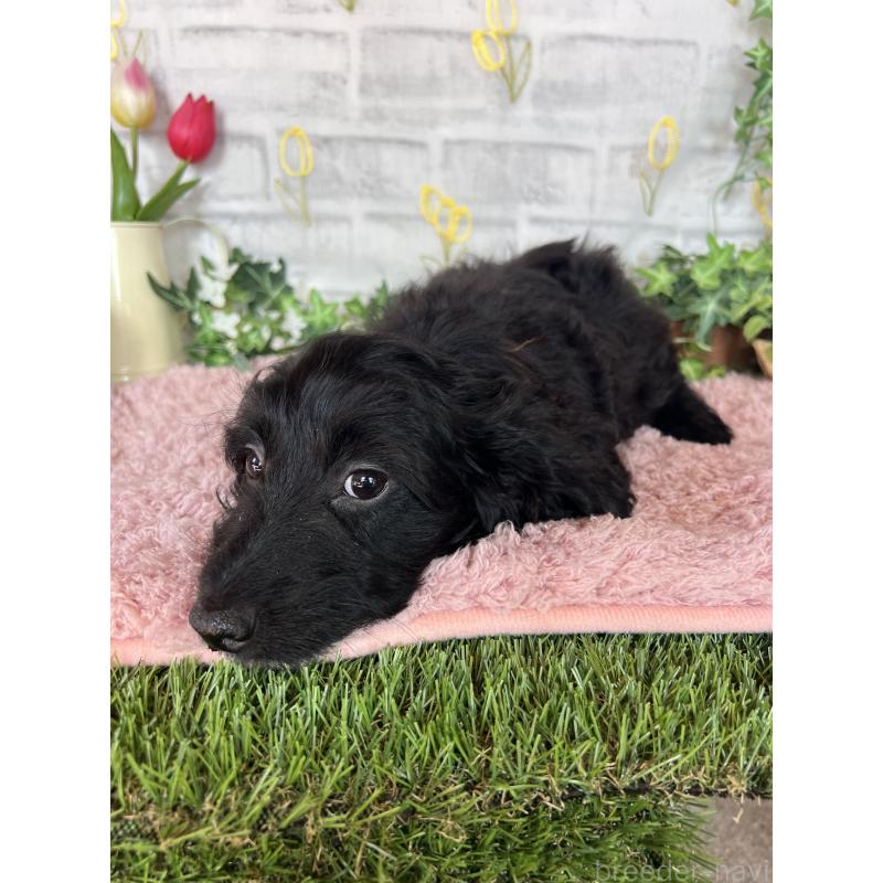 販売中の埼玉県のミックス犬-437398の12枚目