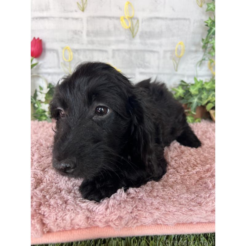 販売中の埼玉県のミックス犬-437398の10枚目