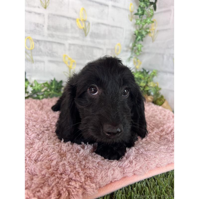 販売中の埼玉県のミックス犬-437398の9枚目