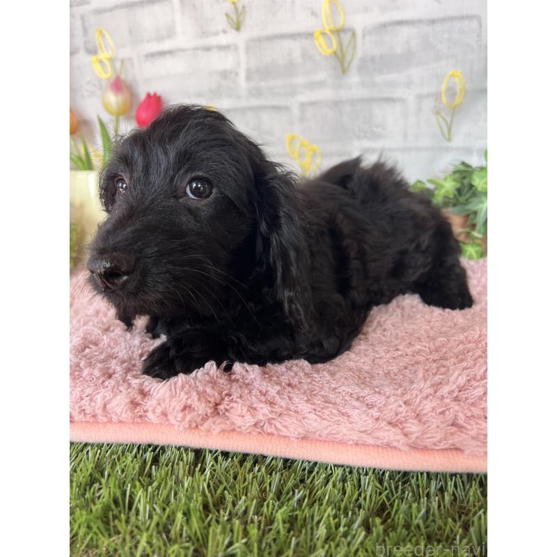 販売中の埼玉県のミックス犬-437398の8枚目