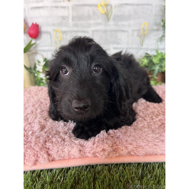 販売中の埼玉県のミックス犬-437398の7枚目