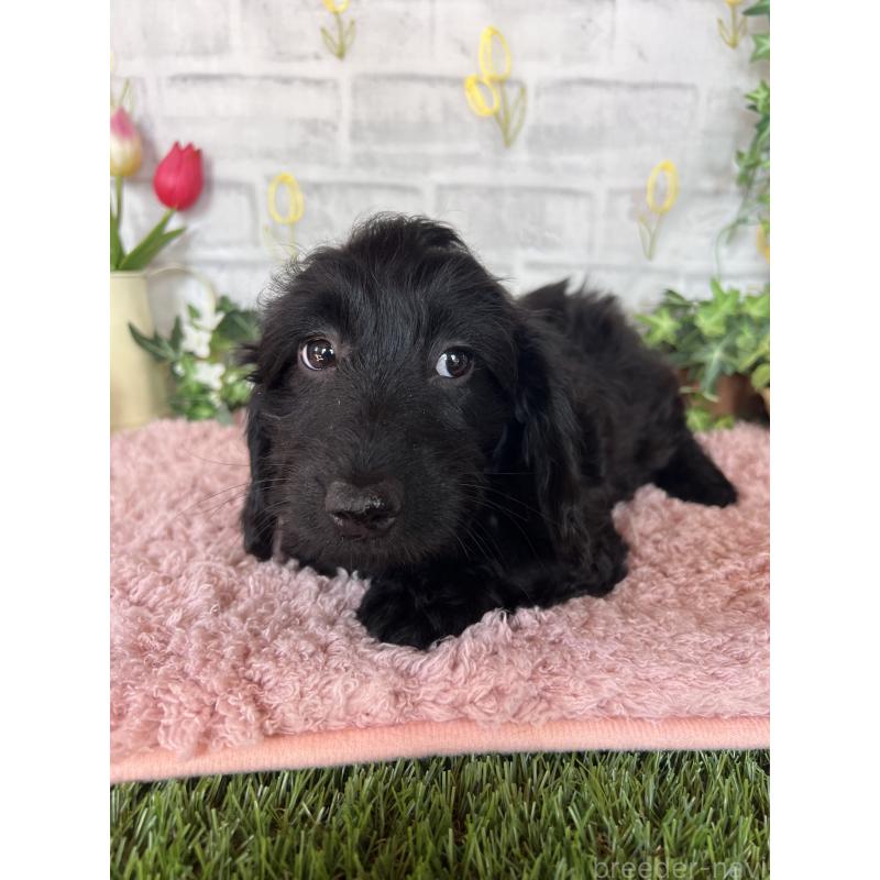 販売中の埼玉県のミックス犬-437398の6枚目