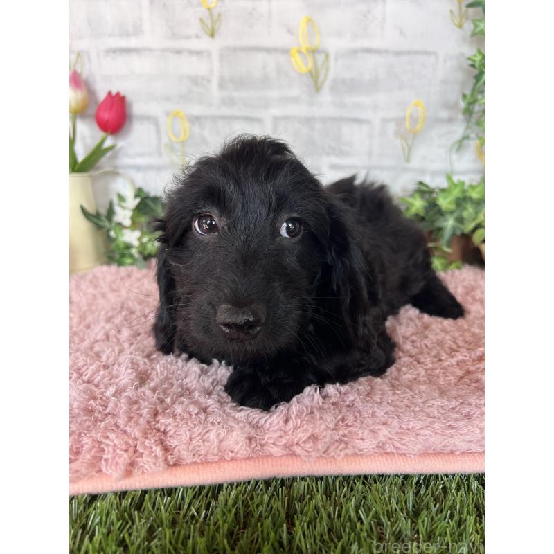 販売中の埼玉県のミックス犬-437398の5枚目