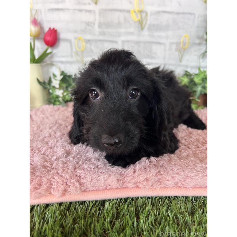 販売中の埼玉県のミックス犬-437398の4枚目