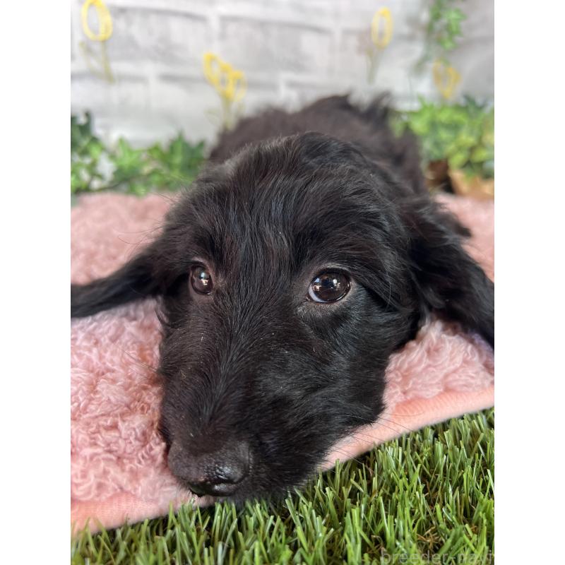 販売中の埼玉県のミックス犬-437398の2枚目