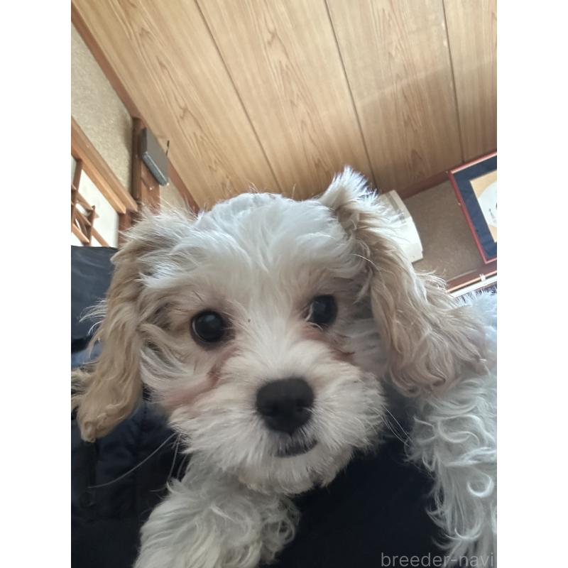 販売中の愛知県のミックス犬-430023