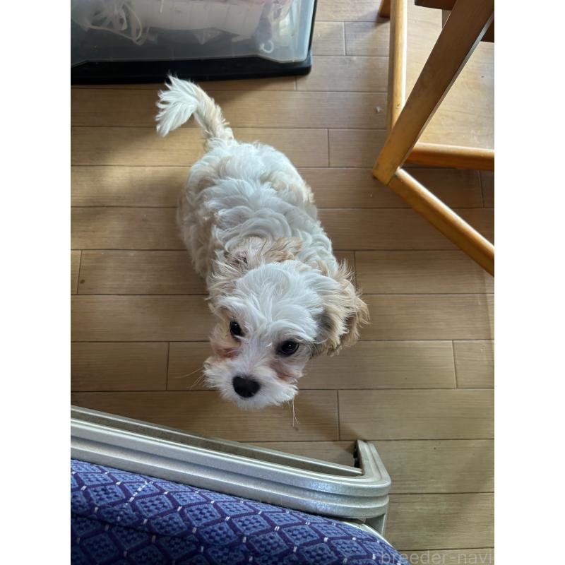 販売中の愛知県のミックス犬-430023の8枚目