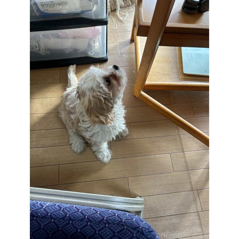 販売中の愛知県のミックス犬-430023の7枚目