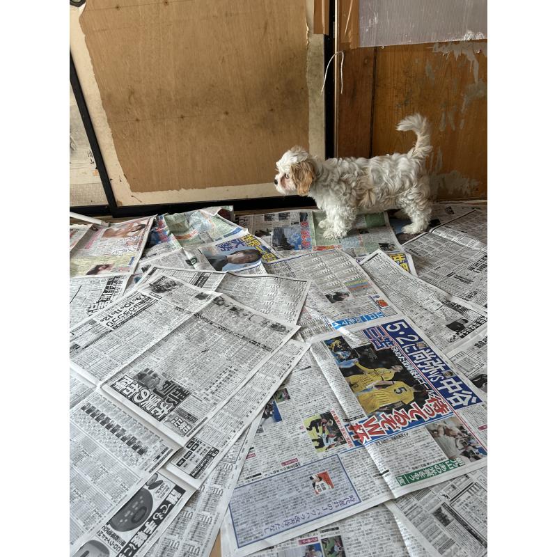 販売中の愛知県のミックス犬-430023の6枚目