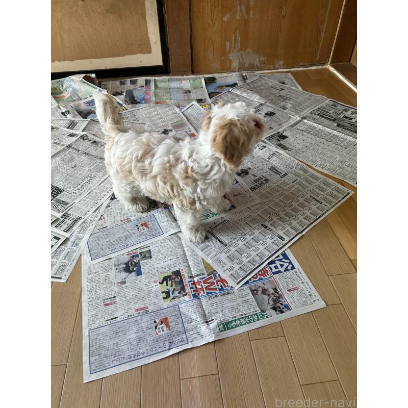 販売中の愛知県のミックス犬-430023の5枚目