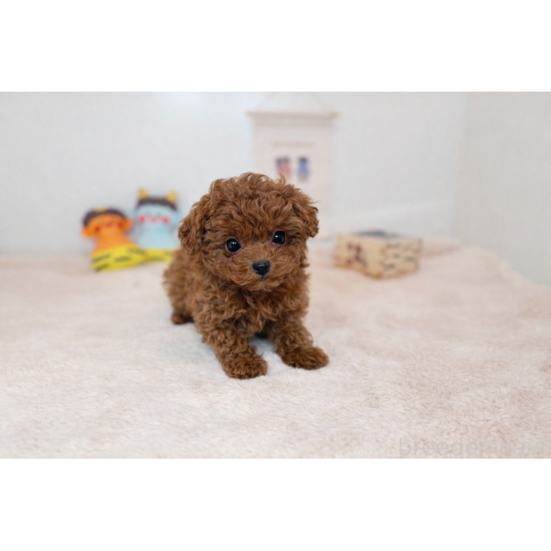 販売中の山口県のティーカッププードル-442510の2枚目