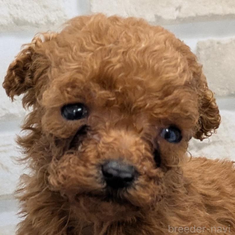 販売中の茨城県のティーカッププードル-442512の1枚目