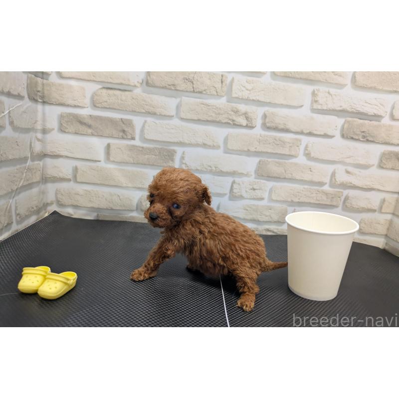 販売中の茨城県のティーカッププードル-442512の5枚目