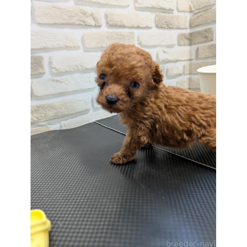 販売中の茨城県のティーカッププードル-442512の3枚目