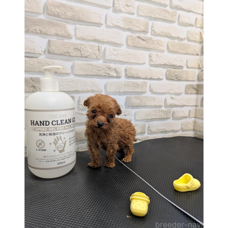 販売中の茨城県のティーカッププードル-442512の2枚目