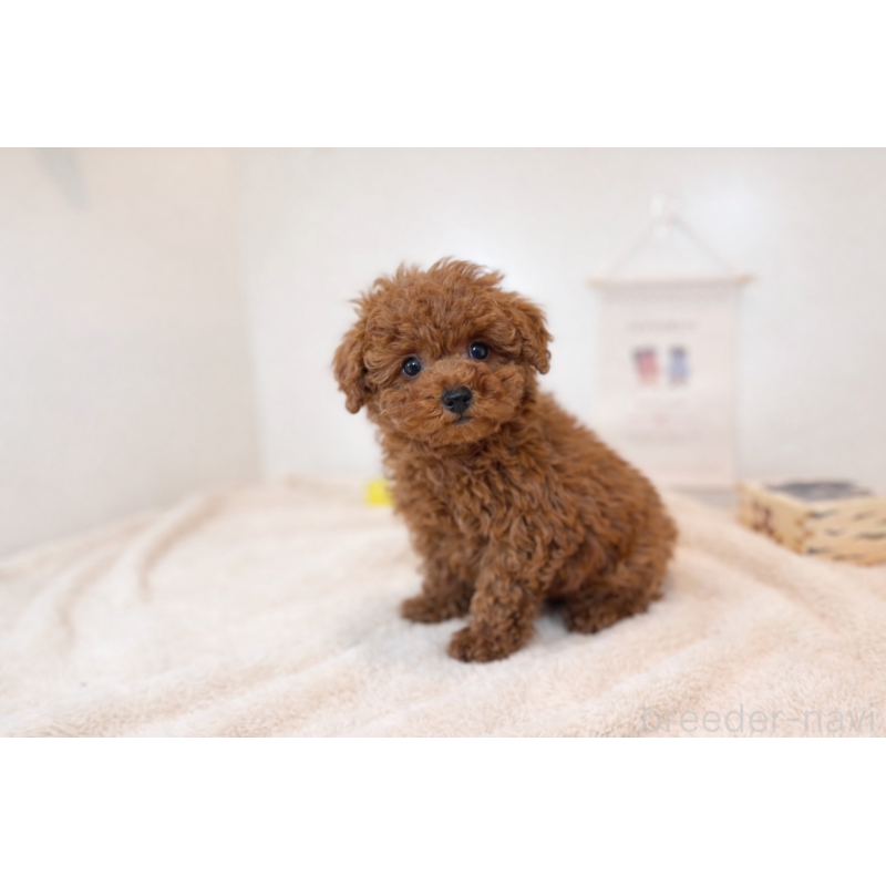 販売中の山口県のタイニープードル-442511の3枚目