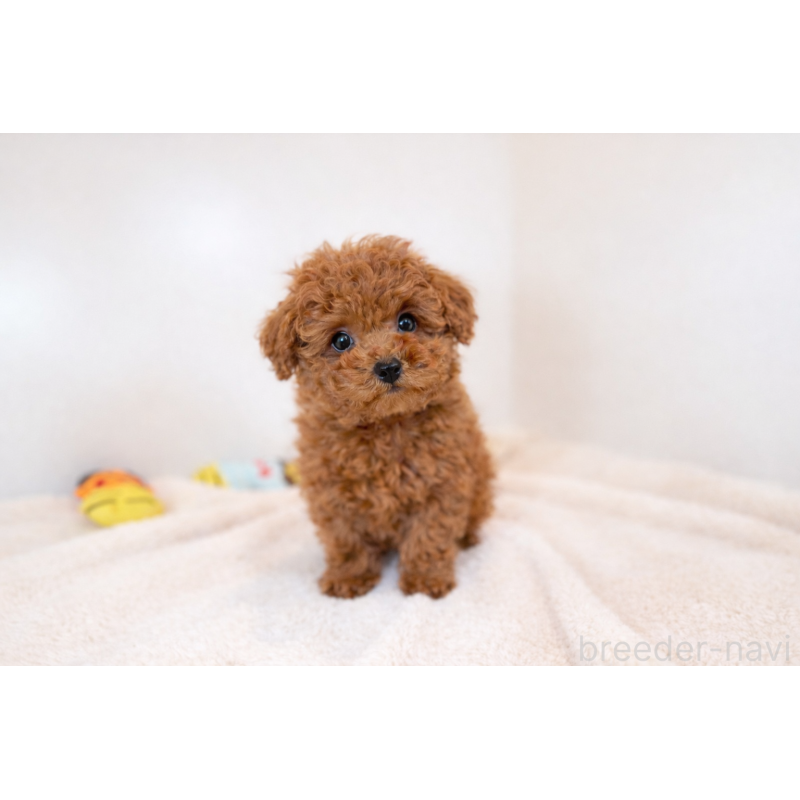 販売中の山口県のタイニープードル-442511の2枚目