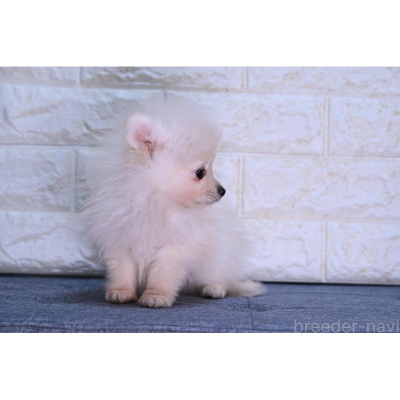 販売中の福岡県のポメラニアン-442514の3枚目