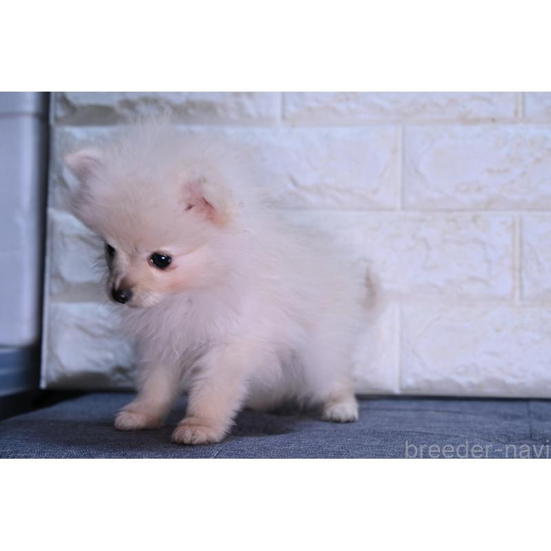 販売中の福岡県のポメラニアン-442514の2枚目