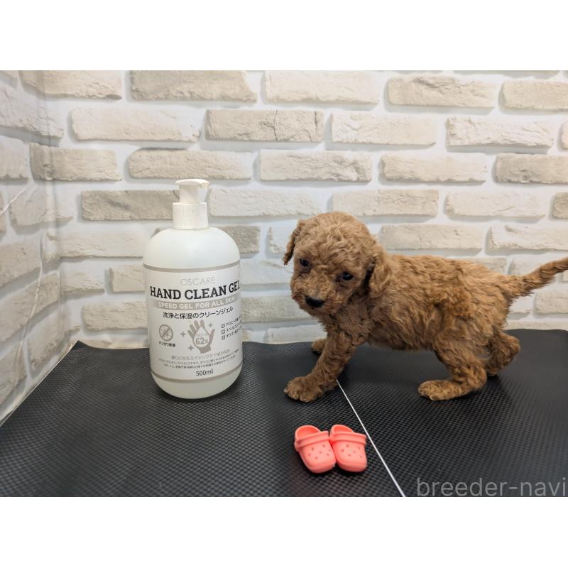 販売中の茨城県のティーカッププードル-442515の5枚目