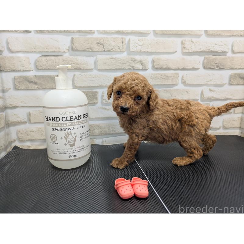 販売中の茨城県のティーカッププードル-442515の4枚目